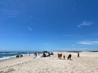 Assateague Island National Seashore