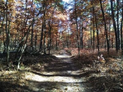 Bass River State Forest