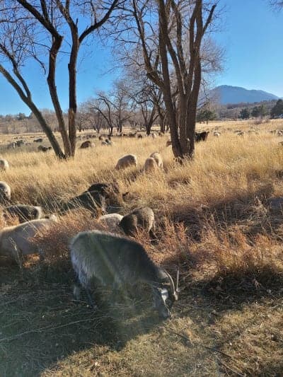 Bear Creek Regional Park (Colorado Springs)