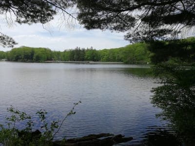 Beartown State Forest