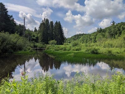Beartown State Forest