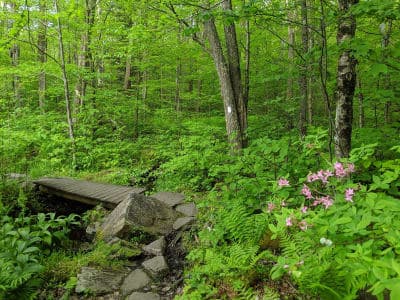 Beartown State Forest