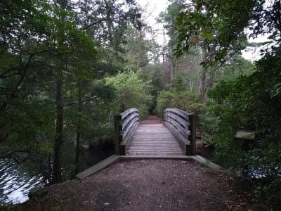 Belleplain State Forest