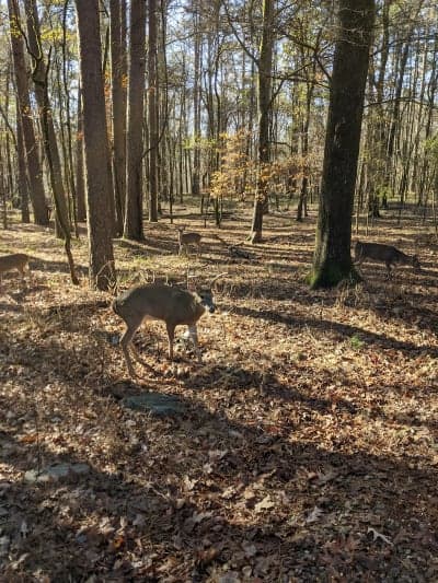Beavers Bend State Park & Beavers Bend Depot Trail Rides