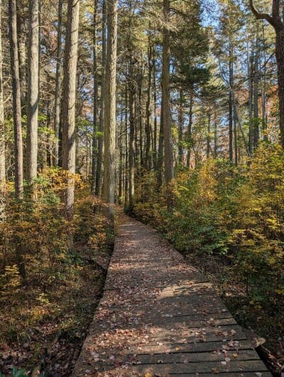 Belleplain State Forest