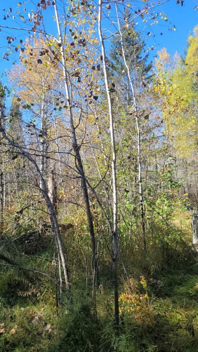 Beltrami Island State Forest