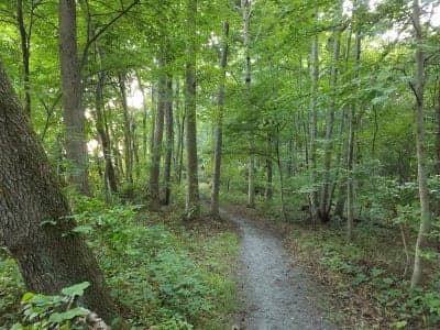Blackbird State Forest