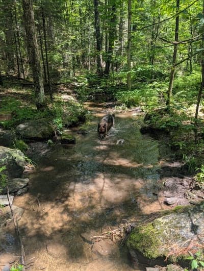 Black Brook Preserve