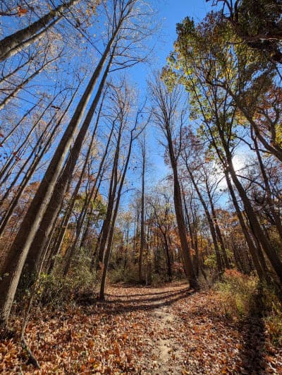 Blackbird State Forest