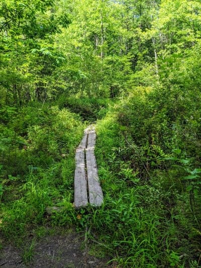 Black Brook Preserve