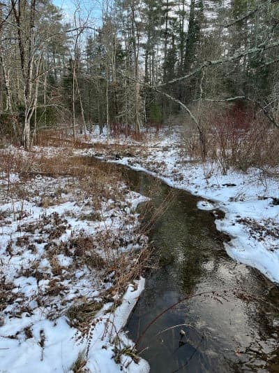 Black Brook Preserve