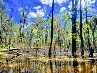 Blackbird State Forest