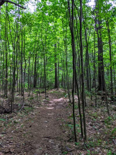 Black Brook Preserve