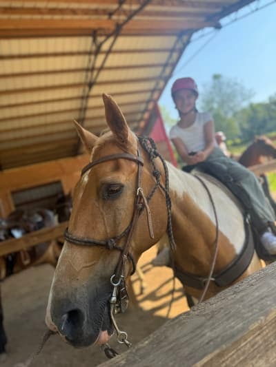 Blue Ridge Equestrian Trail