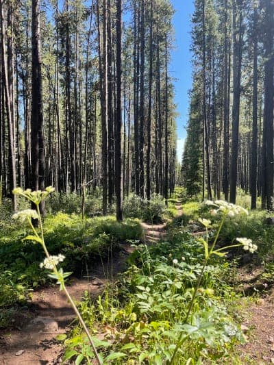 Bob Marshall Wilderness Complex