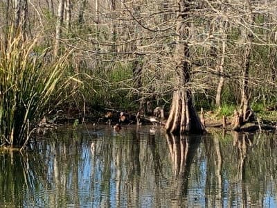 Brazos Bend State Park