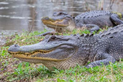 Brazos Bend State Park