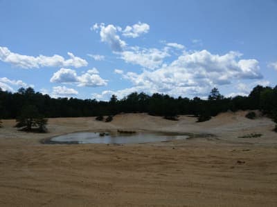 Brendan T. Byrne State Forest