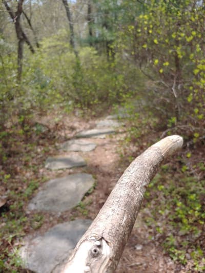 Browning Woods