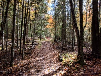 Brule River State Forest