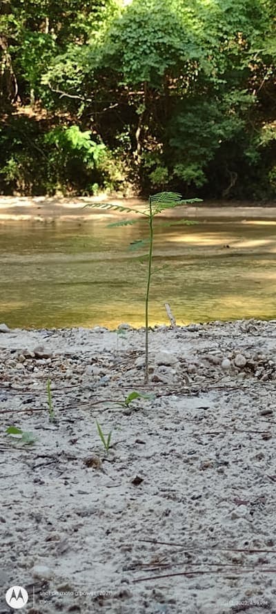 Brushy Creek Horse Trail