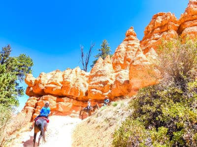 Bryce Canyon National Park / Canyon Trail Rides & Private Stock