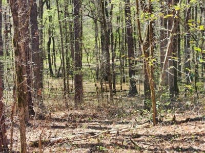Buncombe Horse Trail
