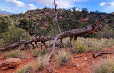 Bunting Trail