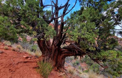 Bunting Trail