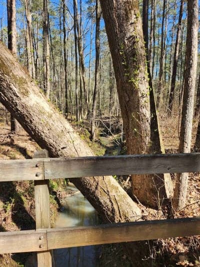Buncombe Horse Trail