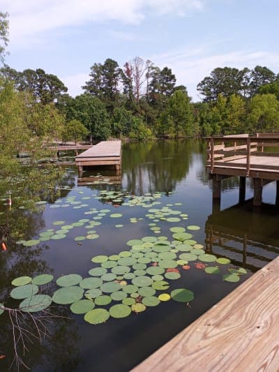 Bussey Brake Wildlife Management Area
