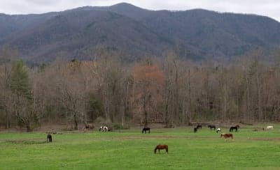 Cades Cove Riding Stables