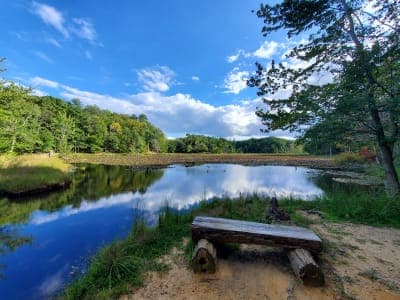 Calvert Cliffs State Park