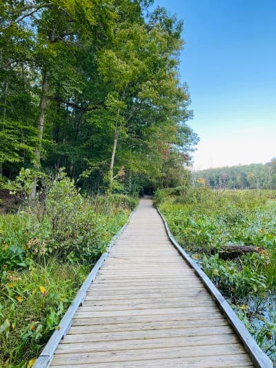 Calvert Cliffs State Park