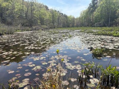 Calvert Cliffs State Park