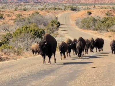 Caprock Canyons State Park & Trailway