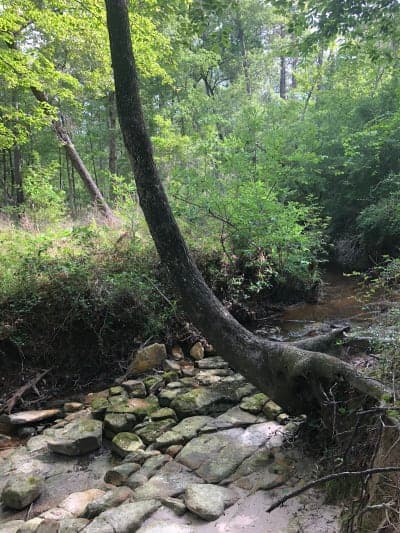 Caroline Dormon Trail / Trailhead