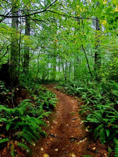 Capitol State Forest (Mima Falls / Margaret McKenny)