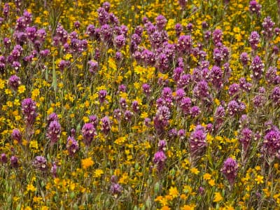 Carrizo Plain National Monument