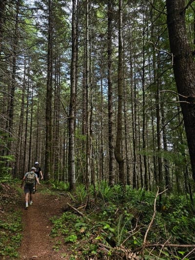 Capitol State Forest (Mima Falls / Margaret McKenny)