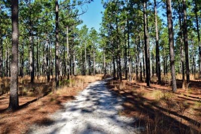 Carvers Creek State Park – Sandhills Access