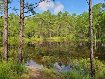 Carvers Creek State Park – Sandhills Access