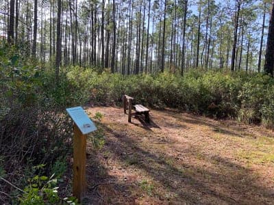 Cary State Forest