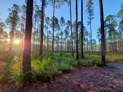 Cary State Forest