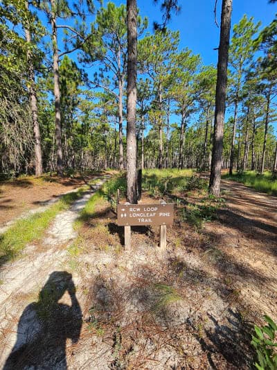 Carvers Creek State Park – Sandhills Access