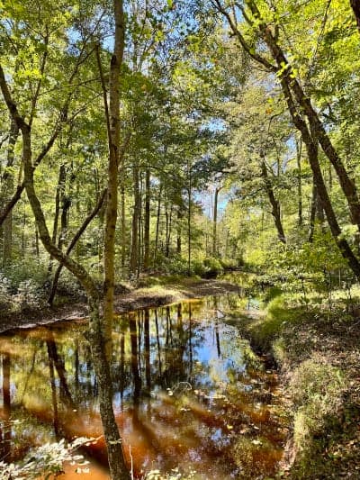 Cedarville State Forest