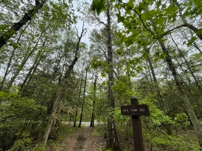 Cedarville State Forest