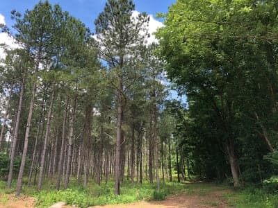 Chapman Mountain Nature Preserve
