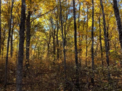 Chengwatana State Forest