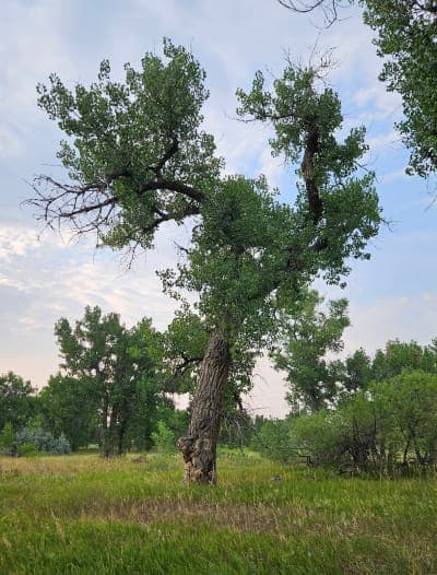 Cherry Creek Trail system